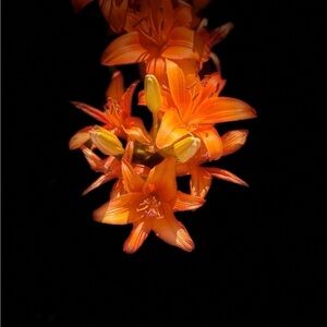 Meet your Posher, Nya